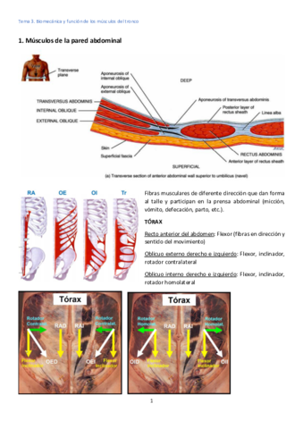 Tema-3-Musculos-del-tronco.pdf