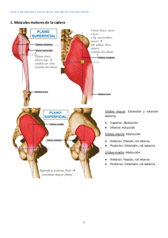 Tema-4-Miembro-inferior.pdf