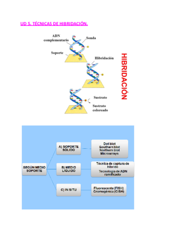 UD-5-TECNICAS-DE-HIBRIDACION.pdf