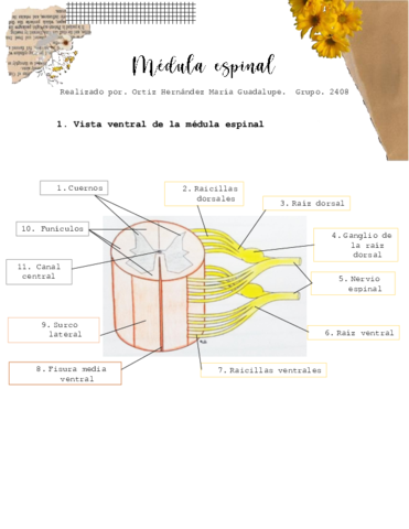 MEDULA-ESPINAL.pdf