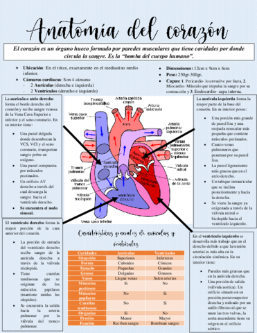 ANATOMIA-DEL-CORAZON.pdf