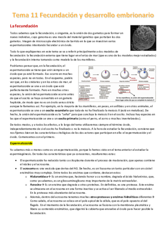 Tema-11-Fecundacion-y-desarrollo-embrionario.pdf