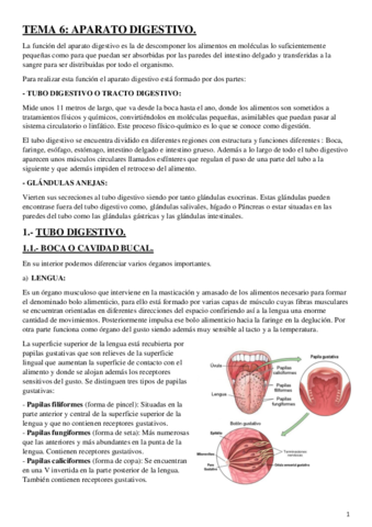 Aparato-digestivo-1o-Bach.pdf