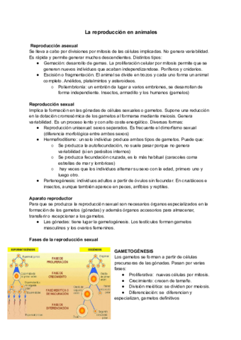 Tema-14-La-reproduccion-en-animales.pdf