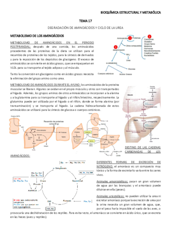 TEMA-17.pdf