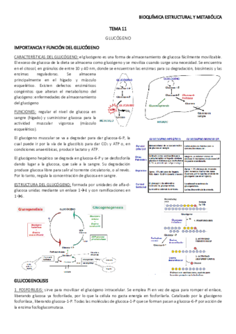 TEMA-11.pdf