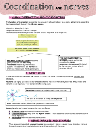 nervous-system.pdf
