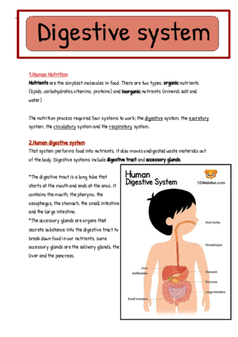 digestive-system.pdf