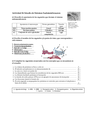 Act4-BioCel-MiguelMtz.pdf