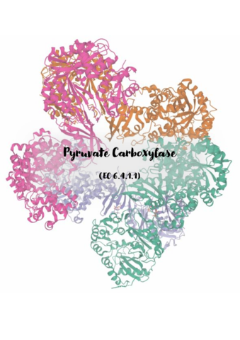 Pyruvate-Carboxilase.pdf