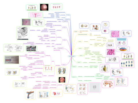 Sistema-genital.pdf