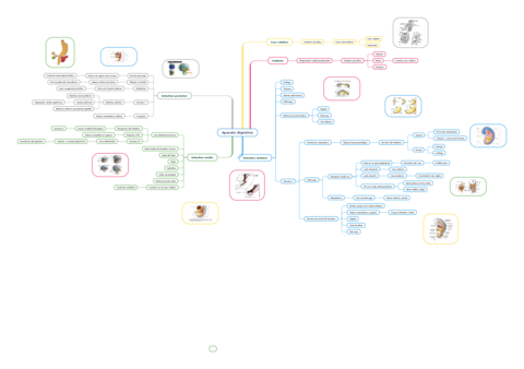 Aparato-digestivo.pdf