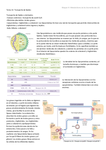 Tema 14 - Transporte de lípidos.pdf