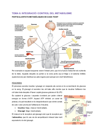 MT-Tema-6-Integracio-i-control-del-metabolisme.pdf