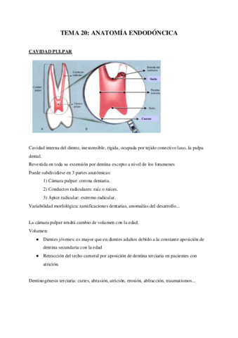 TEMA-20-ANATOMIA-ENDODONCICA.pdf