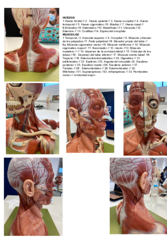 anatomia-practico-.pdf