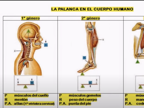 PALANCAS-HUMANAS-.png