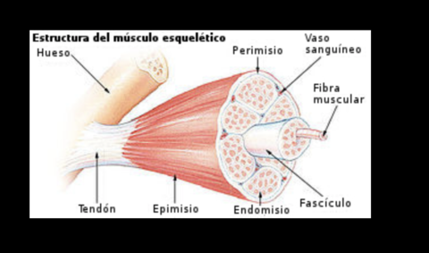 ESTRUCTURA-DE-UN-MUSCULO-ESQUELTICO-.png