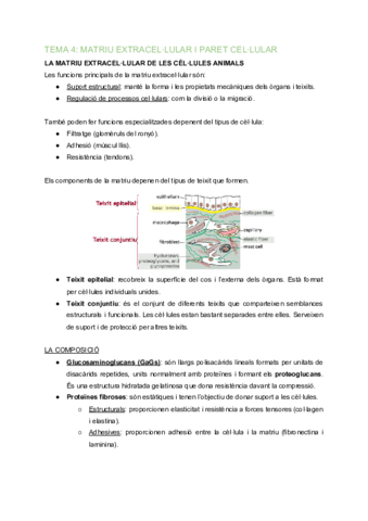 BC-Tema-4-Matriu-extracellular-i-paret-cellular-3.pdf