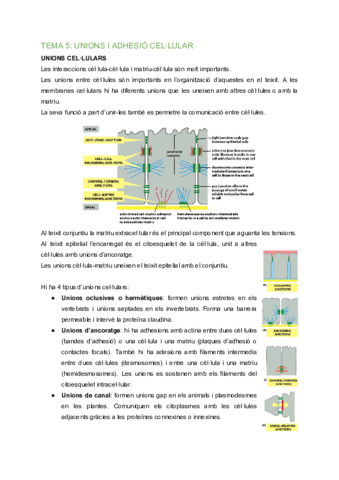 BC-Tema-5-Unions-i-adhesio-cellular-2.pdf