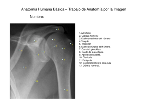 anatomiaporlaimagen.pdf
