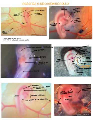 Practica-5-embrio.pdf
