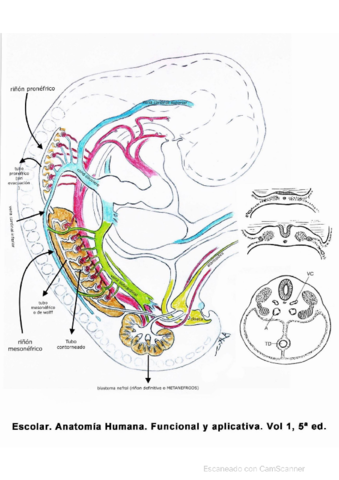 practica-3-embrio.pdf