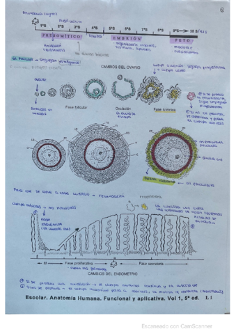 practica-2-embrio.pdf