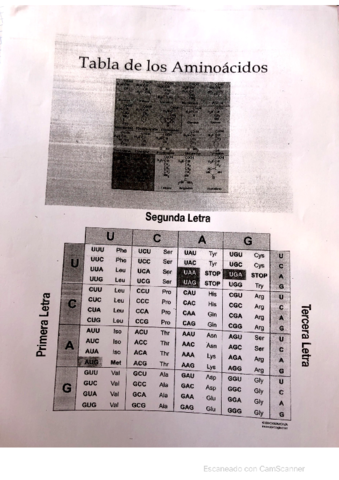 Tabla-aminoacidos.pdf