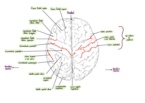 Neuro-Laminas-Javi-copy.pdf