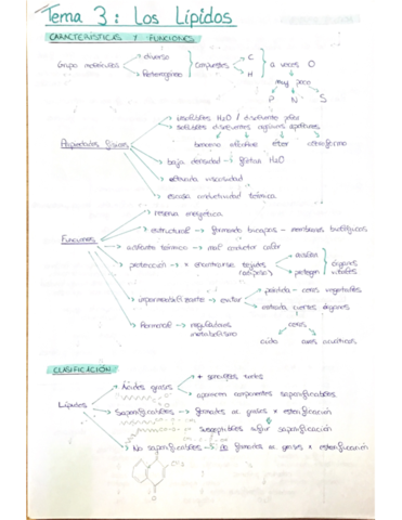 T3-Los-Lipidos.pdf