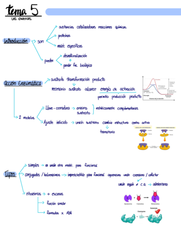 T5-Las-Enzimas.pdf
