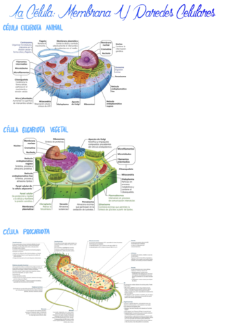 T6-La-Celula-Membrana-Y-Paredes-Celulares.pdf