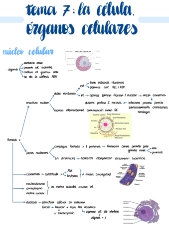 T7-La-Celula.pdf