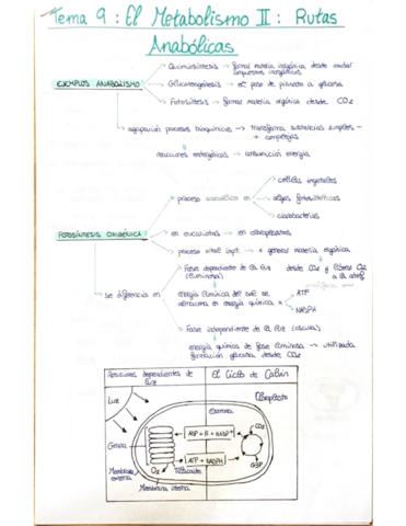 T9-Metabolismo-II-Rutas-Anabolicas.pdf