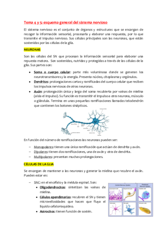 Anatomia-Tema-4-y-5.pdf