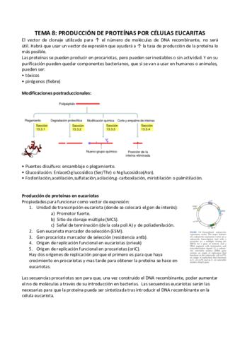 TEMA 8 PRODUCCION PROTEINAS EUCARIOTAS.pdf
