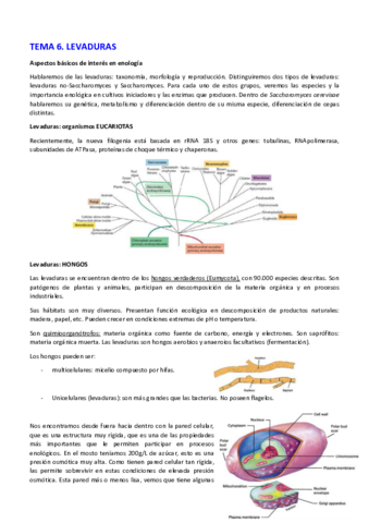 TEMA-6.pdf