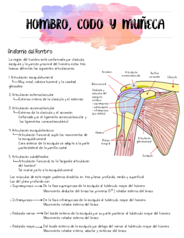 Propedeutica-Hombro-Codo-y-Muneca.pdf