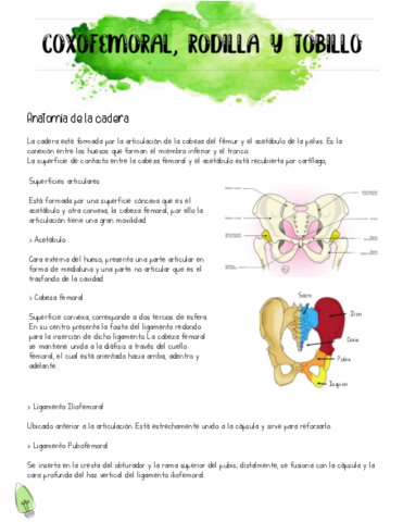 Propedeutica-Coxofemoral-Rodilla-y-Tobillo.pdf