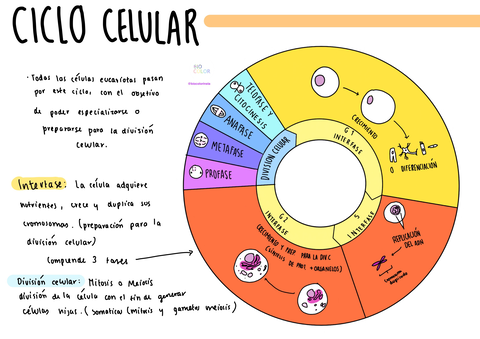 Ciclo-cel.jpg