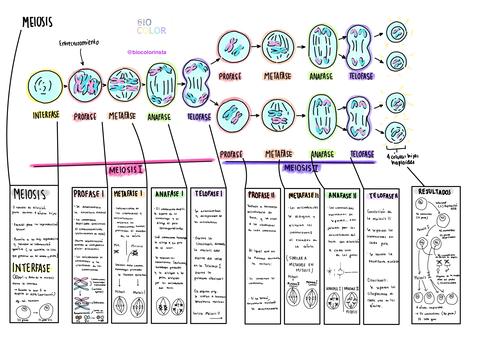 Meiosis.jpg