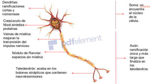 Neurona-Copiar.pdf