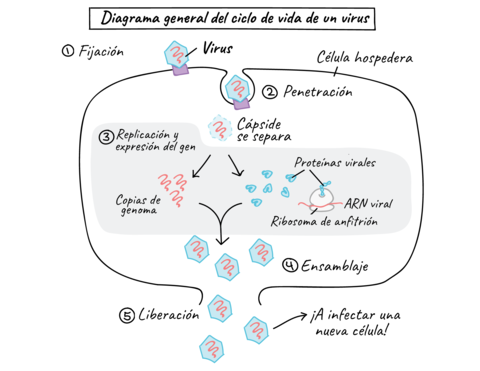 introduccion-de-un-virus.png