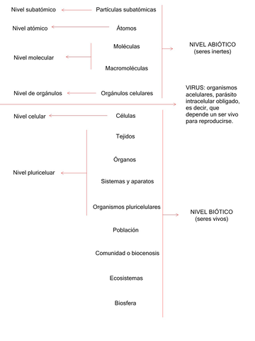 Niveles-de-organizacion-biologica.jpg
