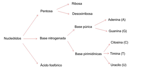 Componentes-de-los-nucleotidos.jpg