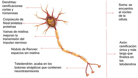Neurona-Copiar1.jpg