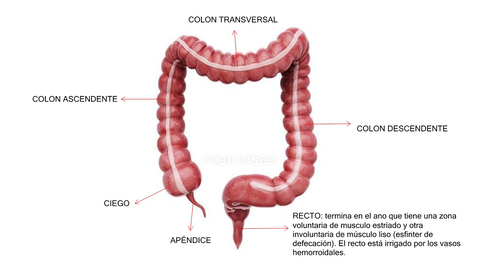 Intestino-grueso.jpg
