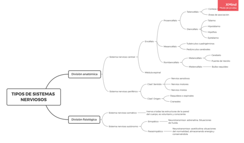 TIPOS-DE-SISTEMAS-NERVIOSOS.png