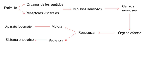 Actuacion-del-sistema-nervioso-funcion-de-relacion-Copiar1.jpg